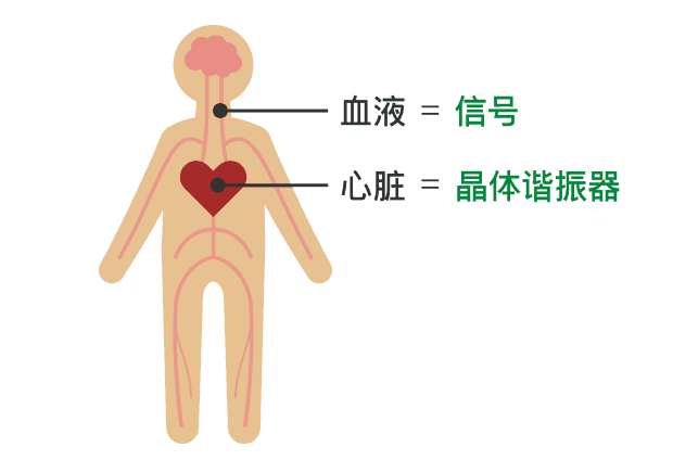 将晶体谐振器的作用比作人体的示意图：晶体谐振器就像心脏，信号就像血液。
